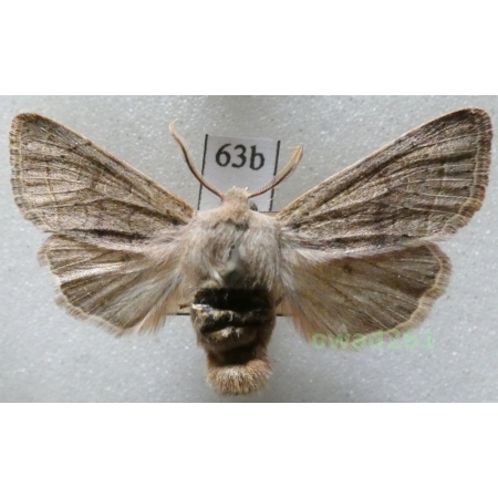 Orthosia cerasi (Fabricius, 1775) Czech63b